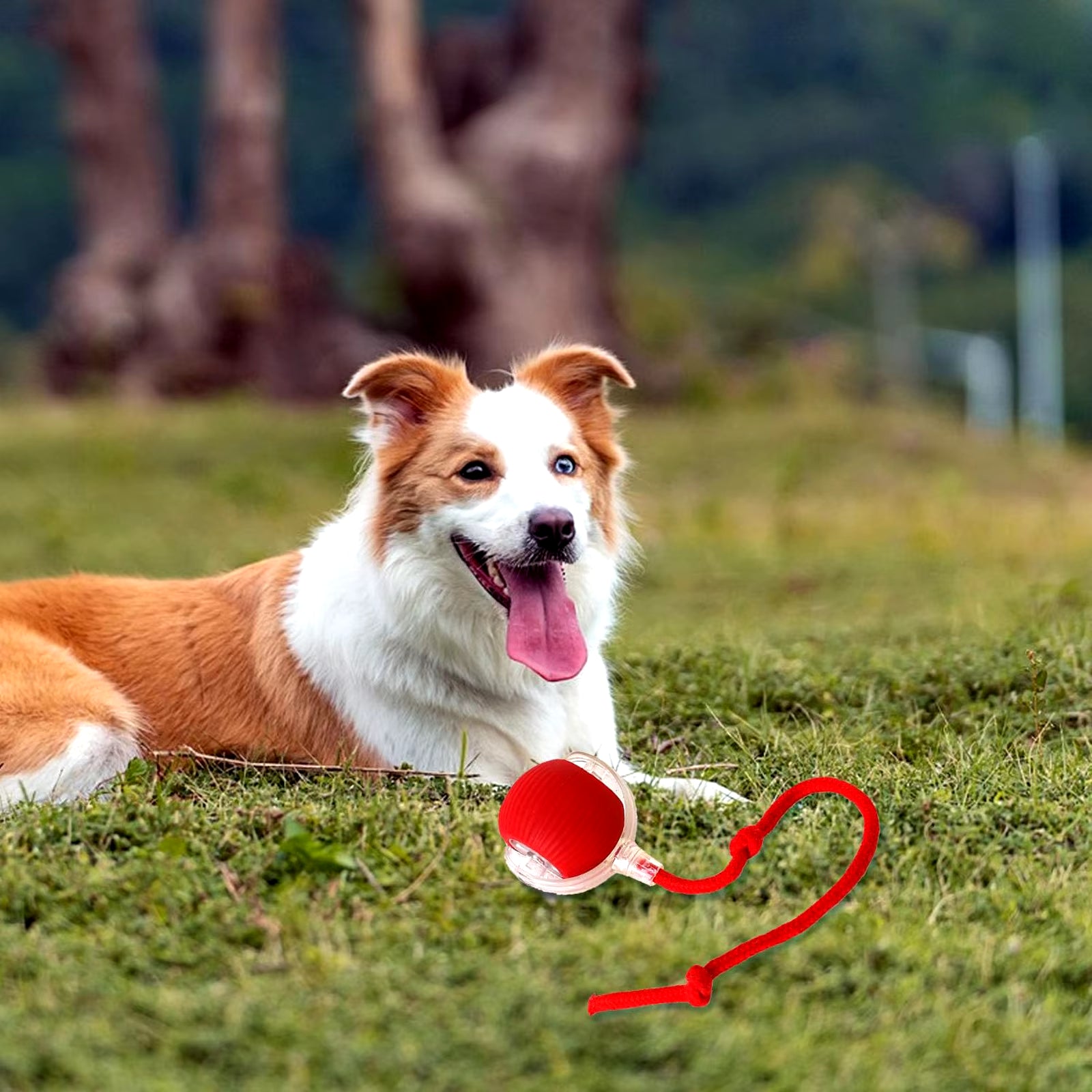 Interactive Cat Toys